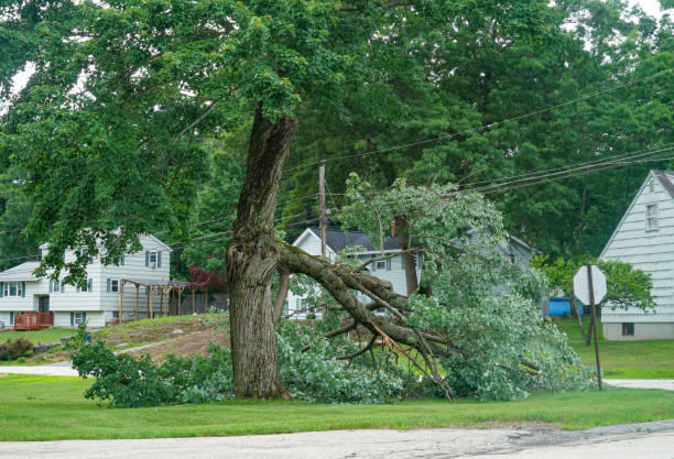 Apache, OK  Tree Services Company